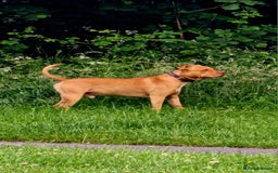 Mixed Breed dogs for sale: Loving Dog Looking for a Forever Home! - Advert 6