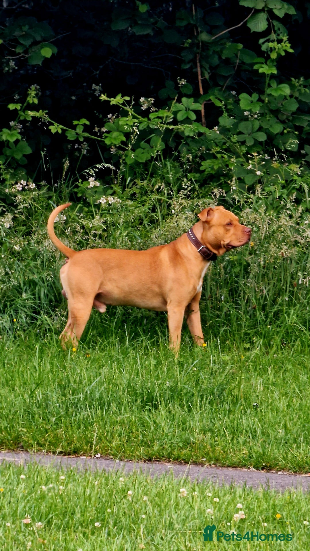 Mixed Breed dogs for sale: Loving Dog Looking for a Forever Home! - Advert 6