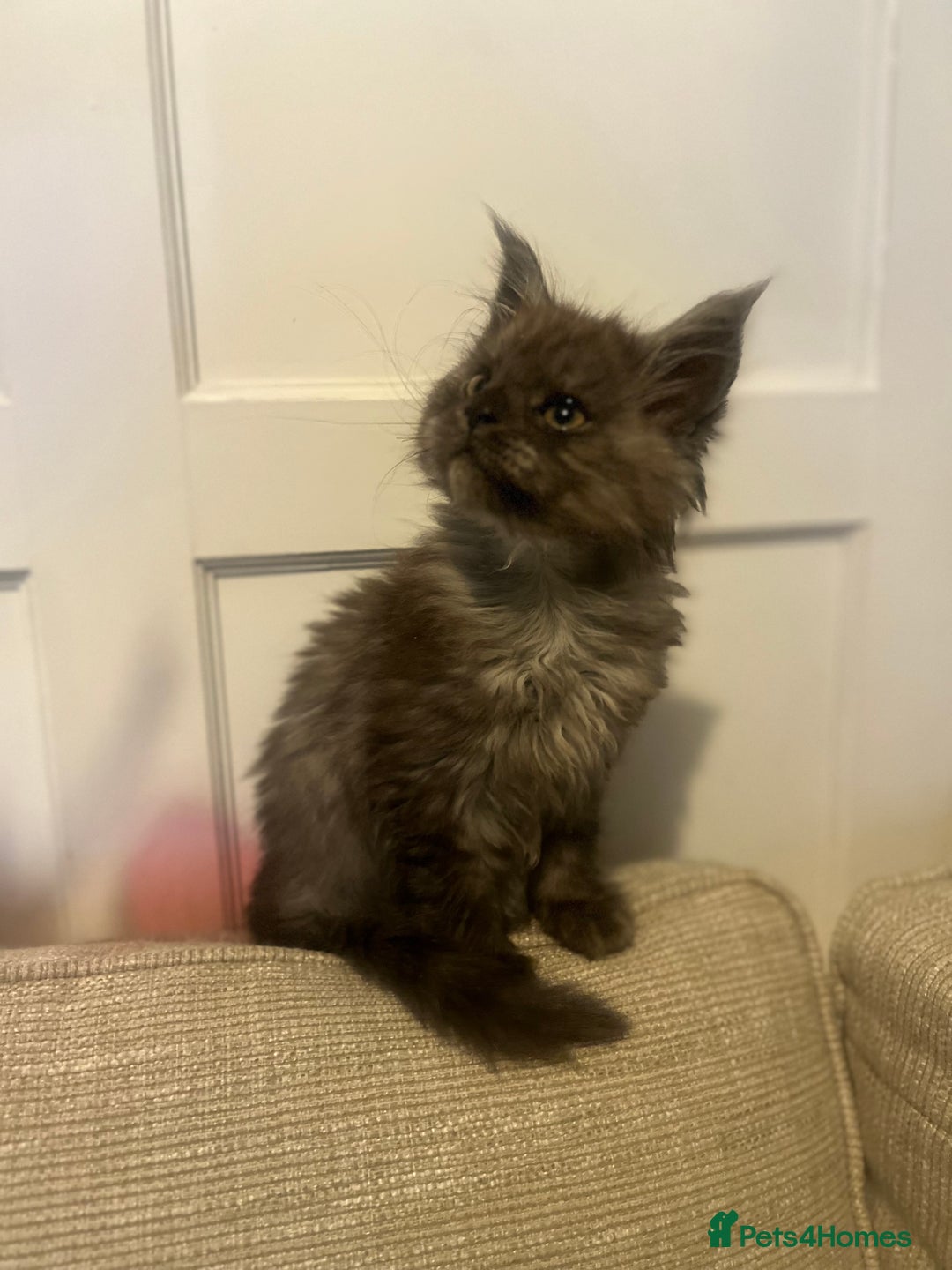 Maine Coon cats for sale: Maincoon kitten  - Advert 2