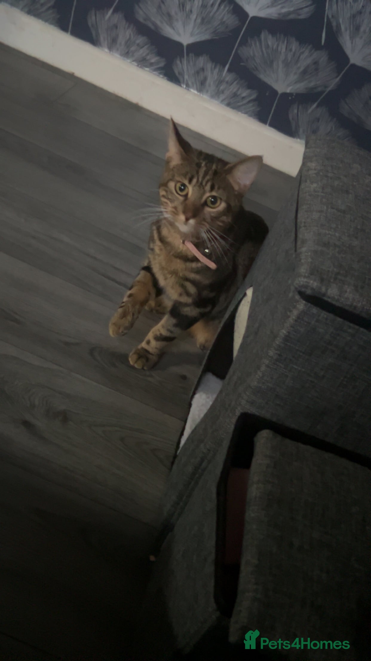 Bengal cats Bengal crossed short hair in Tredegar - Advert 2