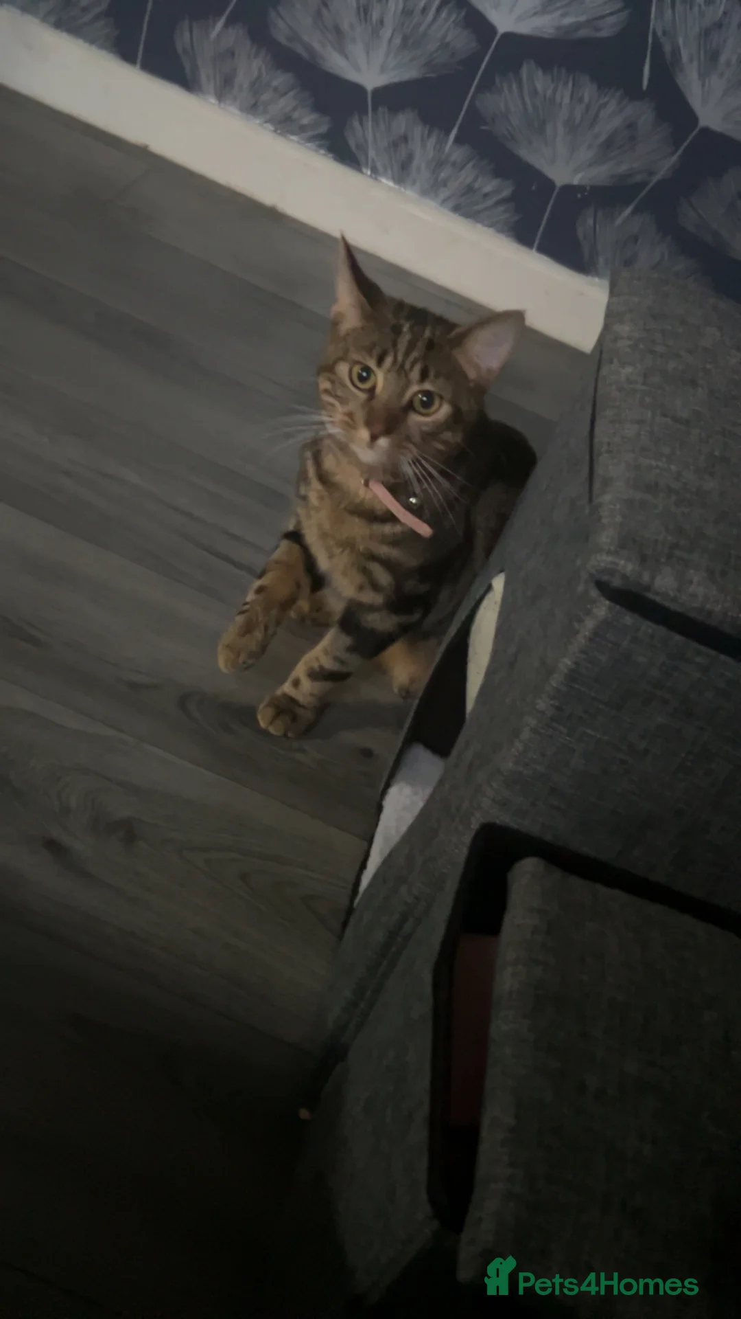 Bengal cats for sale: Bengal crossed short hair in Tredegar - Advert 1