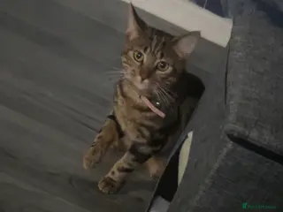 Bengal cats Bengal crossed short hair in Tredegar - Advert 2