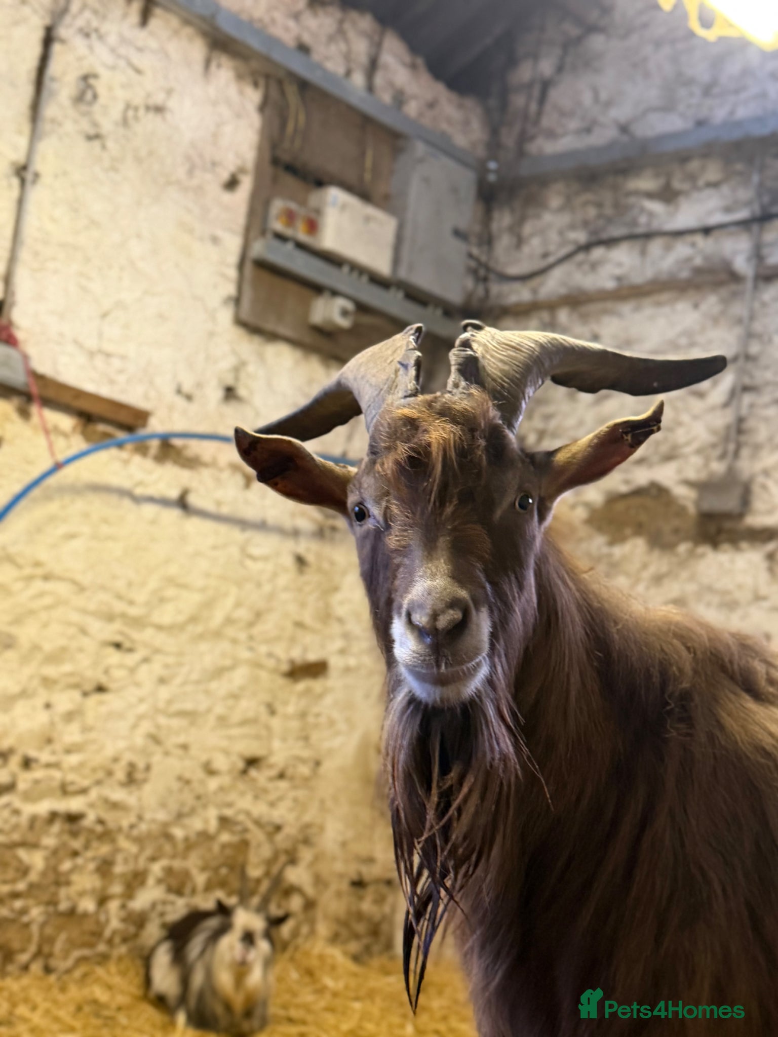 Goats livestock for sale: goats for sale (Not all goats are in the pictures) - Advert 5