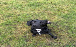 Mixed Breed dogs for sale: 1 year old GSP X Lab  - Image 12