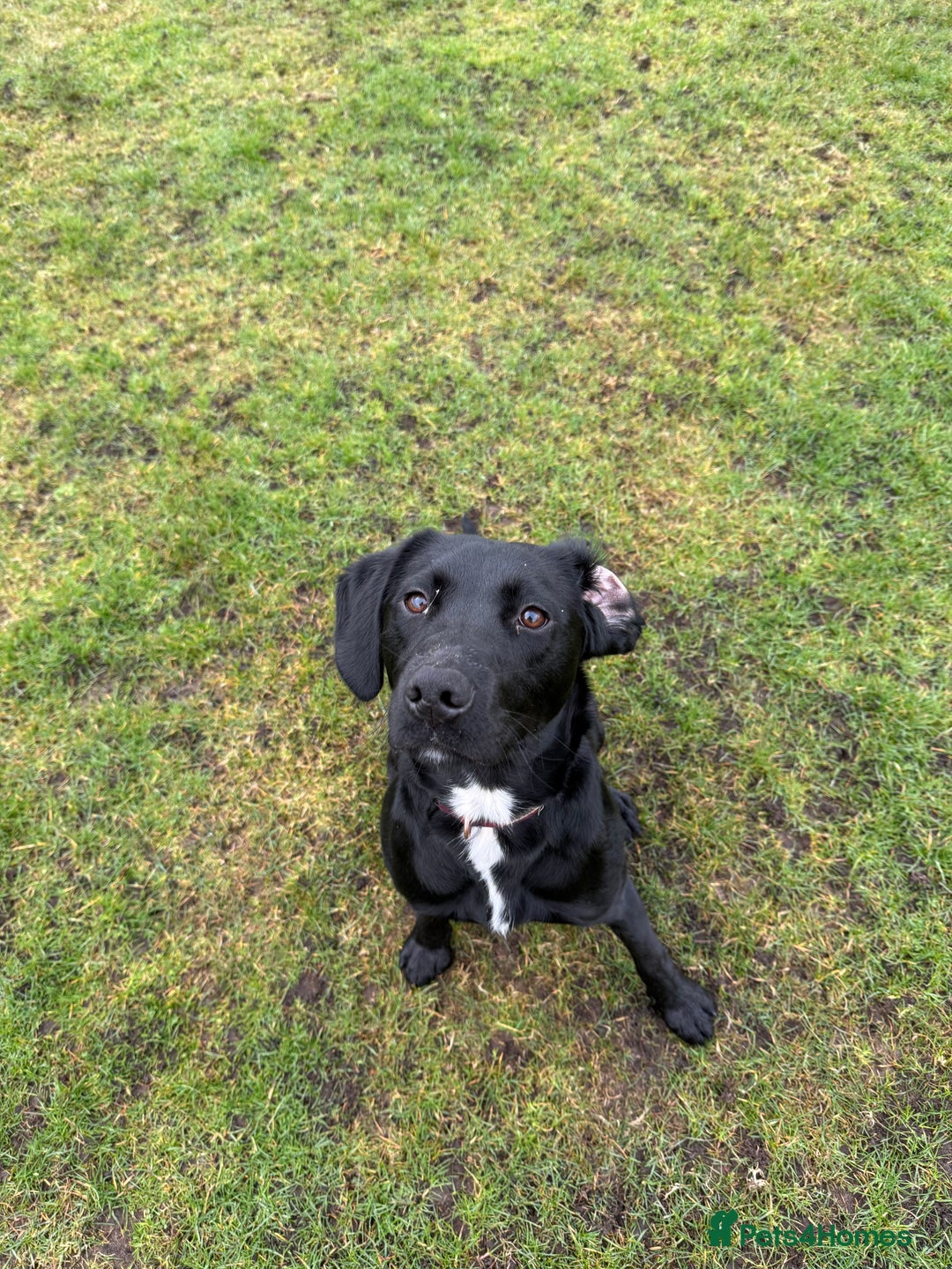 Mixed Breed dogs for sale: 1 year old GSP X Lab  - Image 12