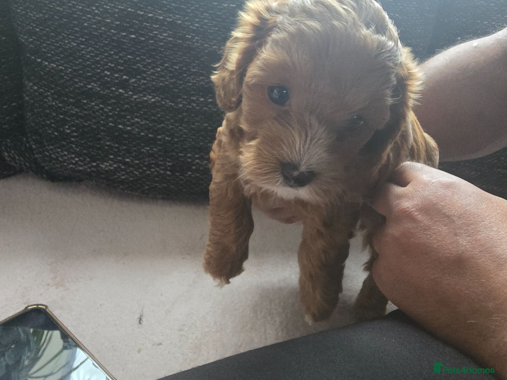Cavapoo dogs Cavapoo F2 - Advert 2