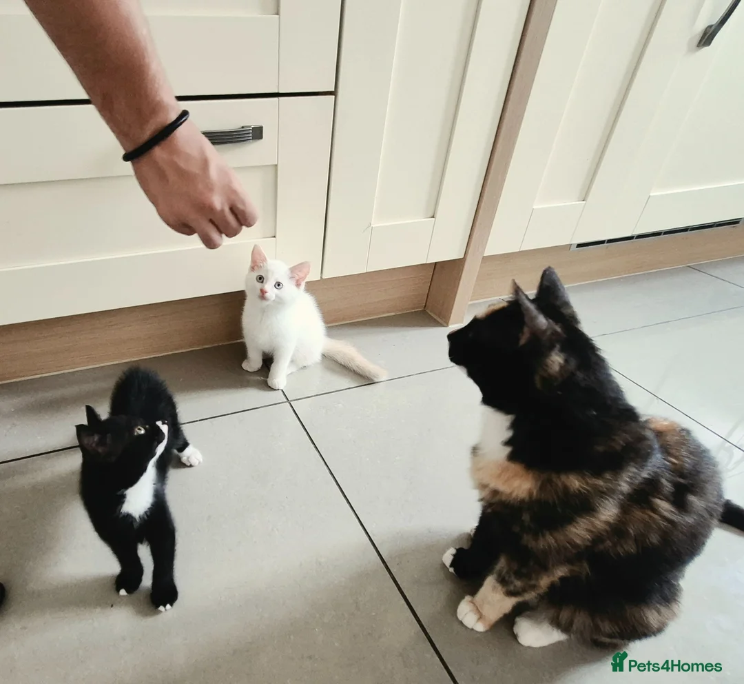 Mixed Breed cats for sale: Two adorable kittens ready for new home - Advert 12