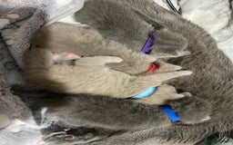 British Shorthair cats for sale: ✨Pure bred  chunky British shorthairs ✨ - Image 12