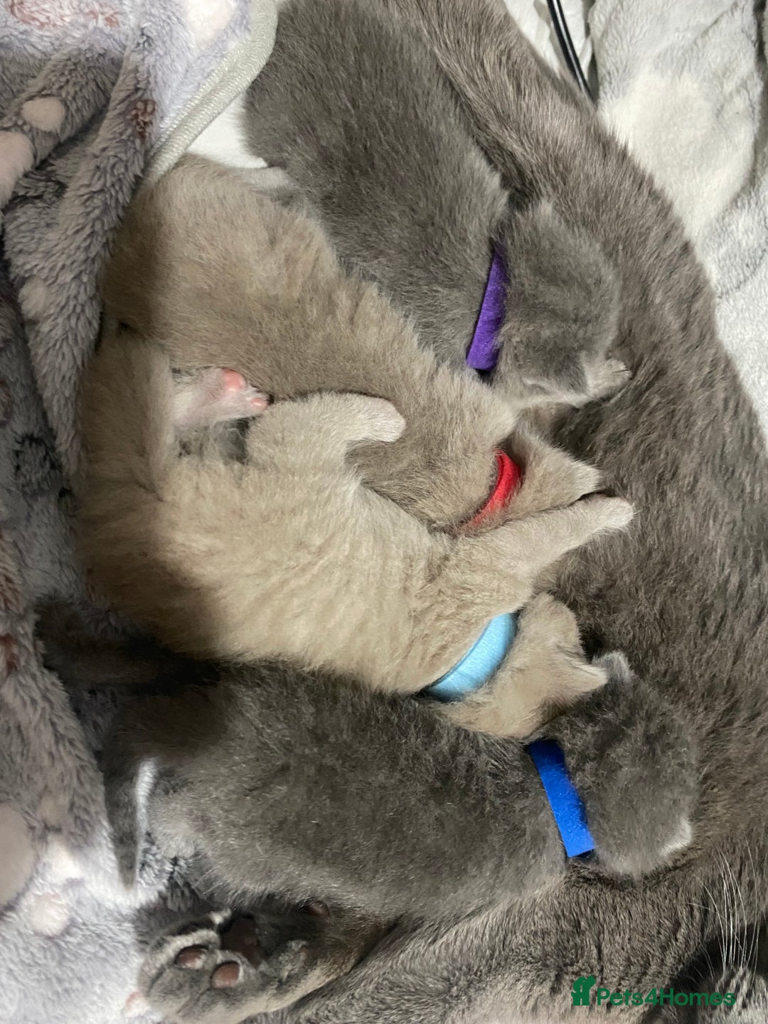British Shorthair cats for sale: ✨Pure bred  chunky British shorthairs ✨ - Image 12