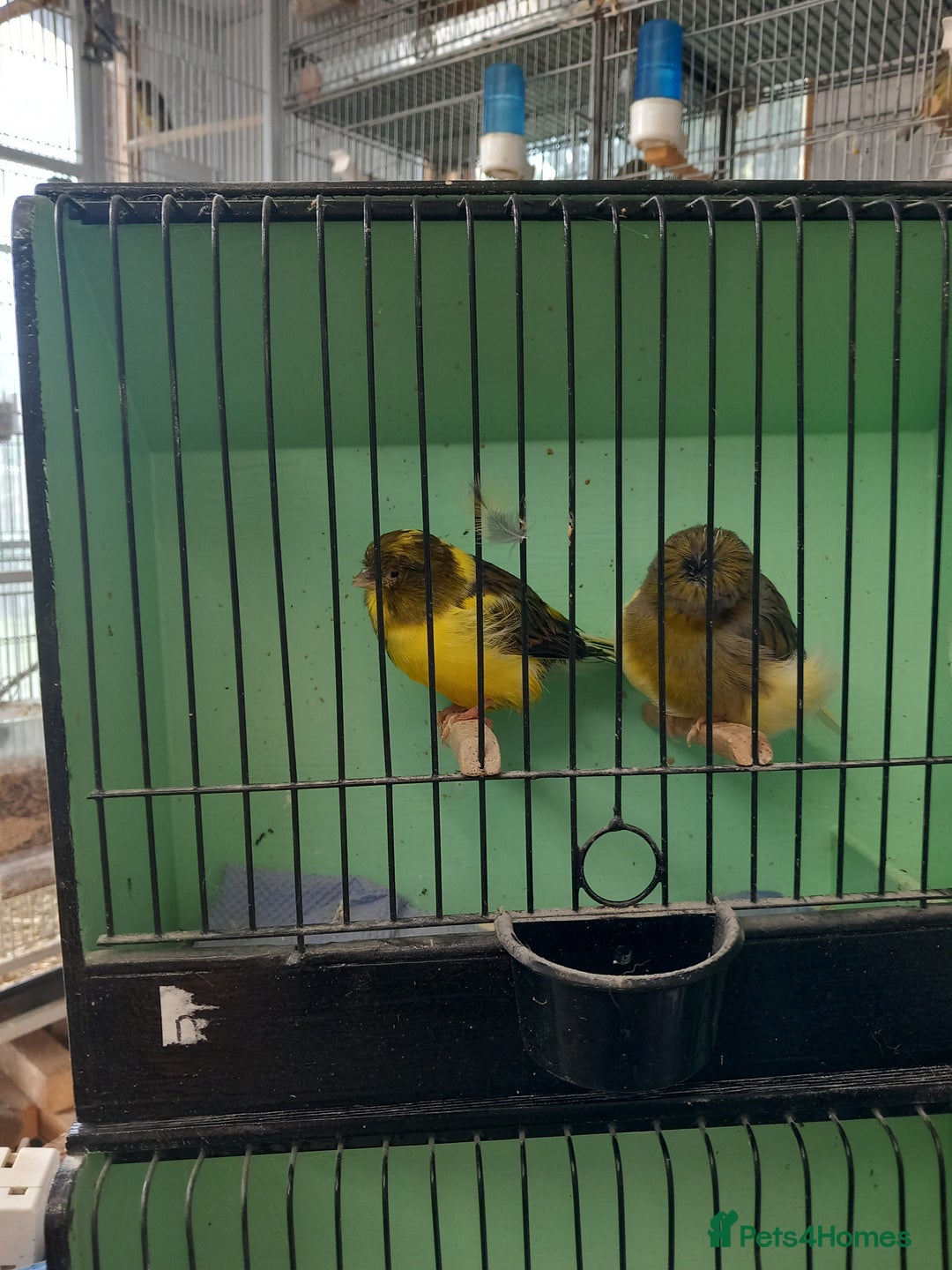 Canaries birds for sale: Canaries - Image 2