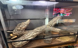 Corn Snake reptiles for sale: Male and female corn snakes and enclosure - Advert 4