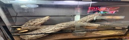 Corn Snake reptiles for sale: Male and female corn snakes and enclosure - Advert 4