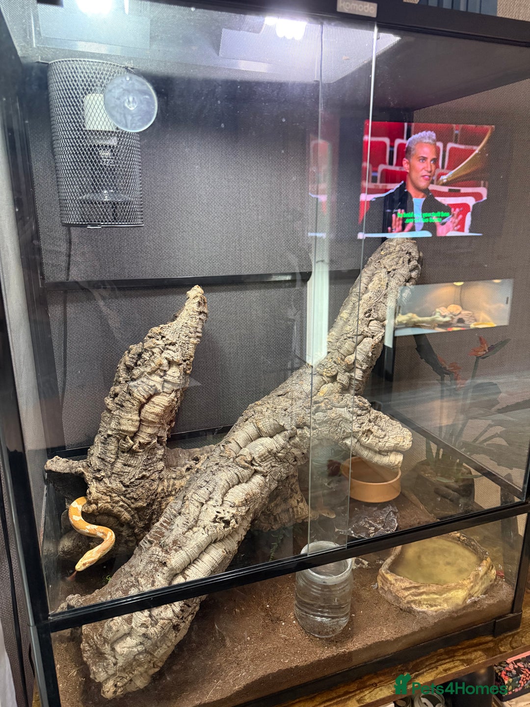 Corn Snake reptiles for sale: Male and female corn snakes and enclosure - Advert 4