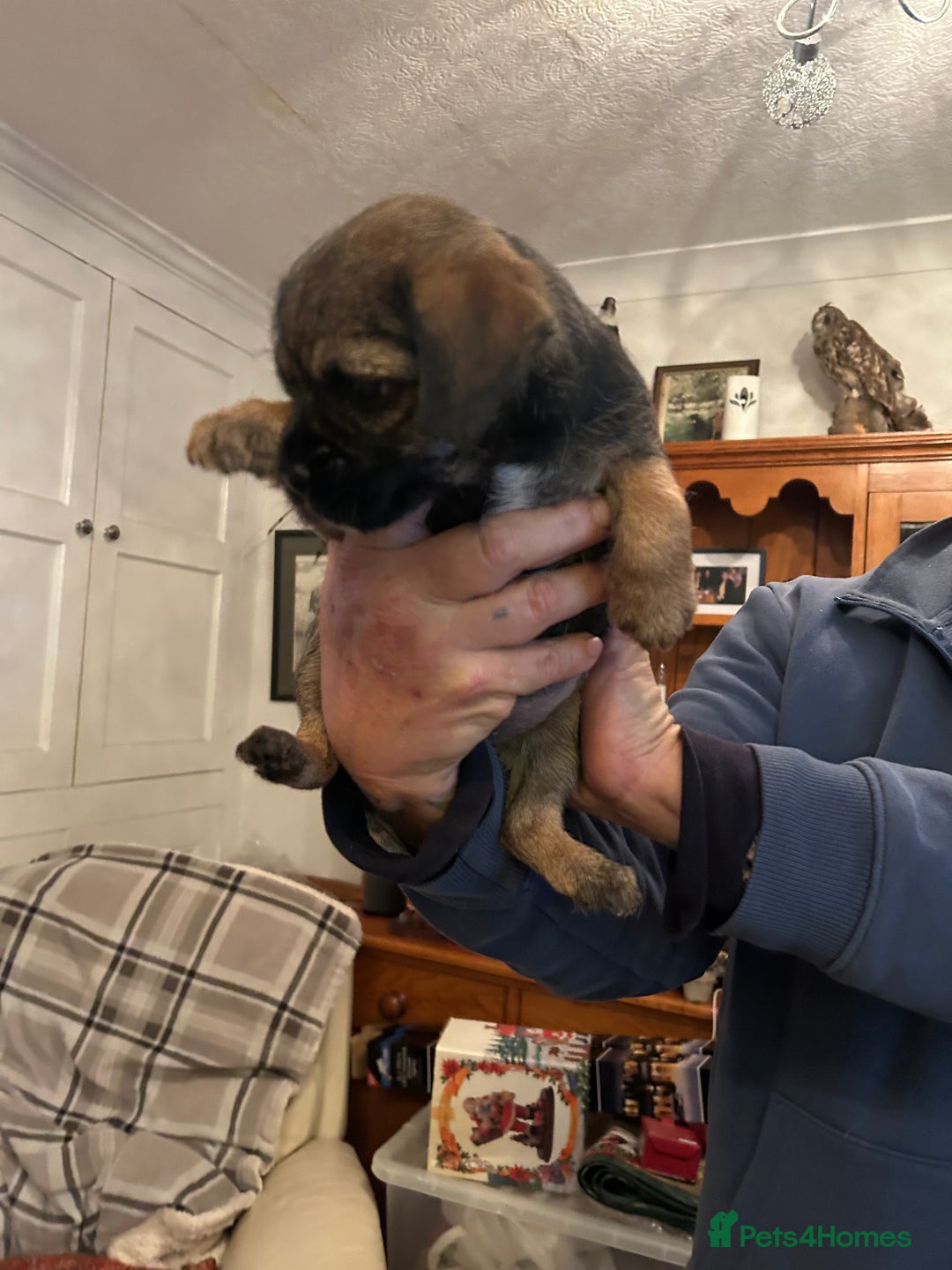 Border Terrier dogs for sale: Beautiful Border Terrier Pups - Advert 9