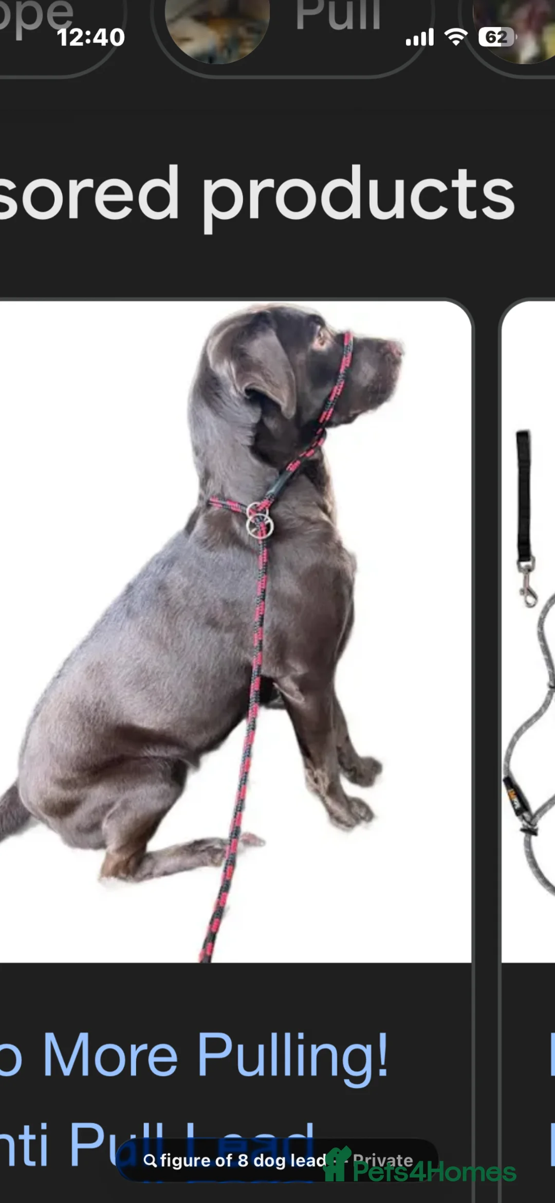 Labrador Retriever dogs for stud: This is Rex. KC registered chunky boy  - Advert 8