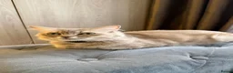 British Shorthair cats for sale: 🐾Beautiful British shorthair kittens for Sale 🐾 in Northampton - Advert 14