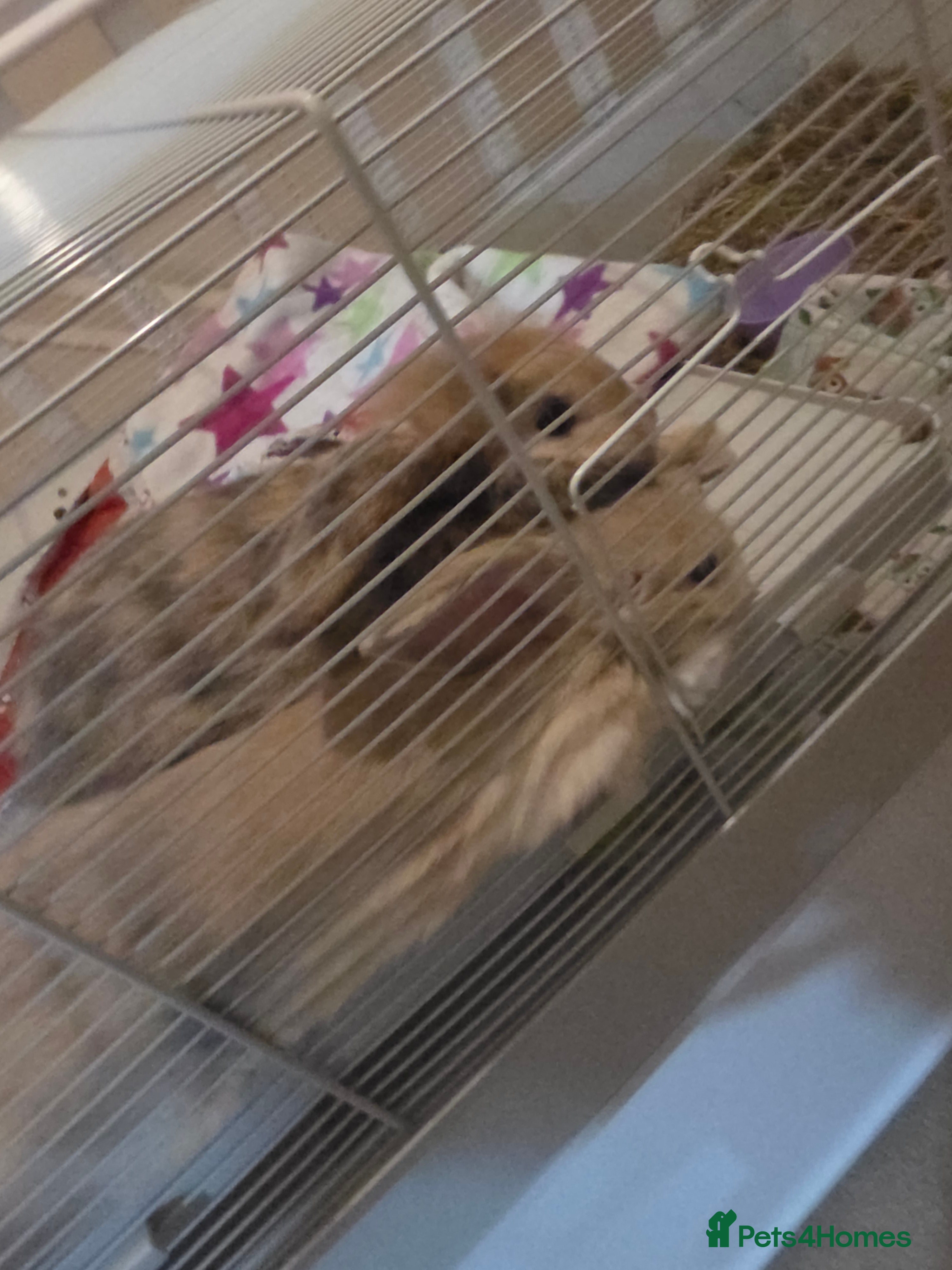 English Lop rabbits Boy and girl pair in Lee-on-the-Solent - Advert 1