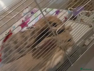 English Lop rabbits Boy and girl pair in Lee-on-the-Solent - Advert 2