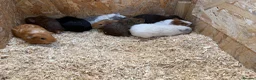 Guinea Pig rodents for sale: Male & Female Guinea Pigs in a range of colours  - Advert 3