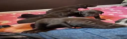 German Shorthaired Pointer dogs for sale: GSP puppies available to reserve - Advert 14