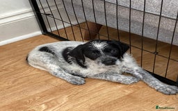 Mixed Breed dogs for sale: German wire haired pointer cross puppies - Image 13