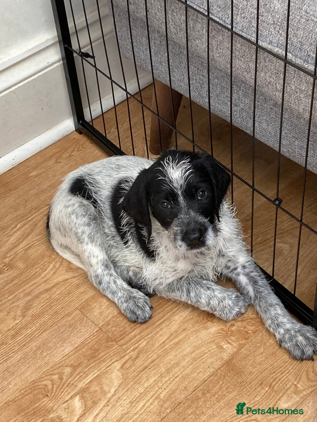 Mixed Breed dogs for sale: German wire haired pointer cross puppies - Image 13