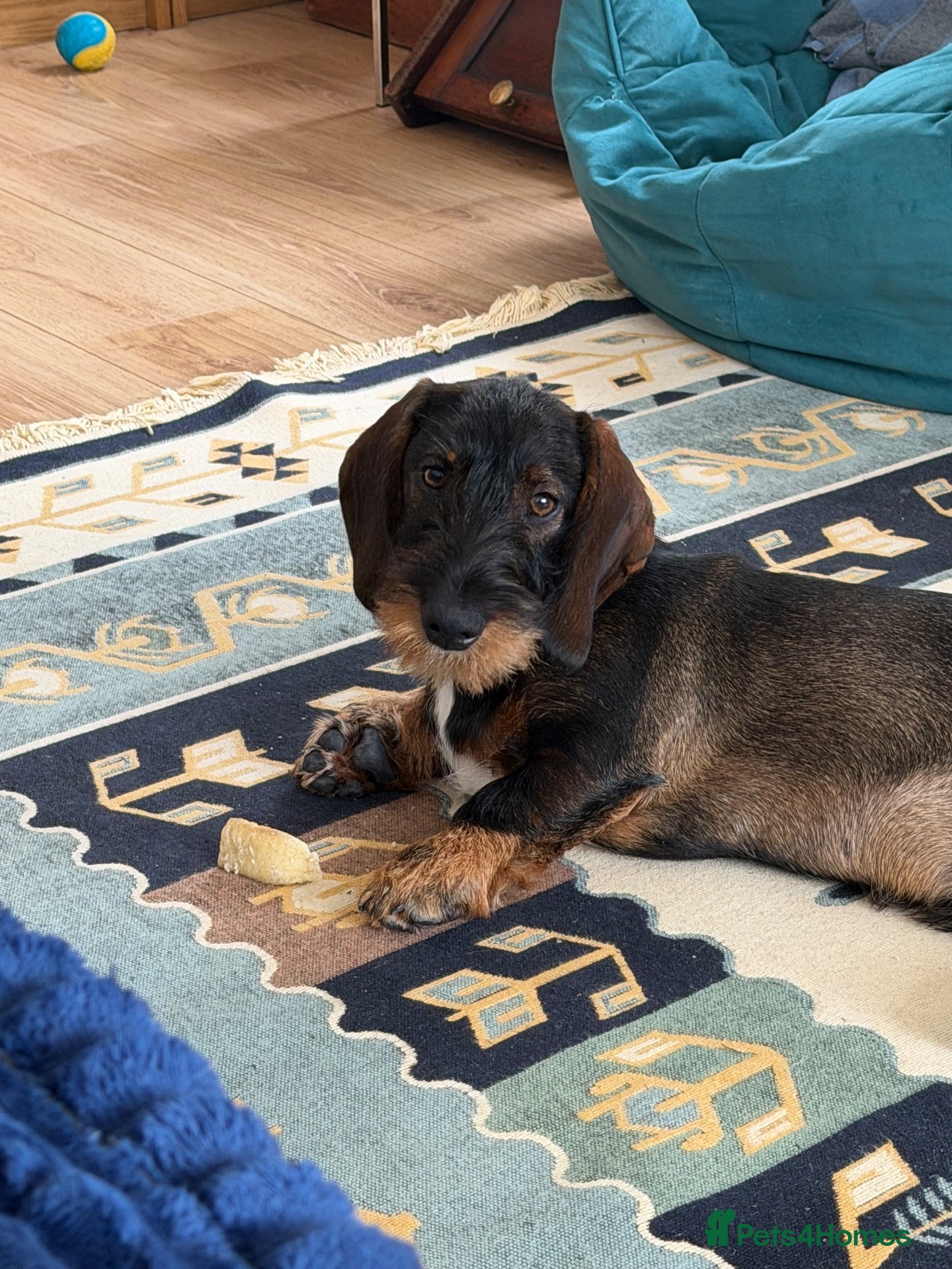 Dachshund dogs Whire haired dachshund puppy  - Advert 13