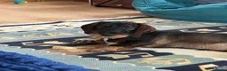 Dachshund dogs for sale: Whire haired dachshund puppy  - Advert 1