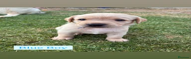 Labrador Blue Collar 