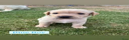 Labrador Retriever dogs for sale: KC Labrador Puppies in Gillingham - Advert 10