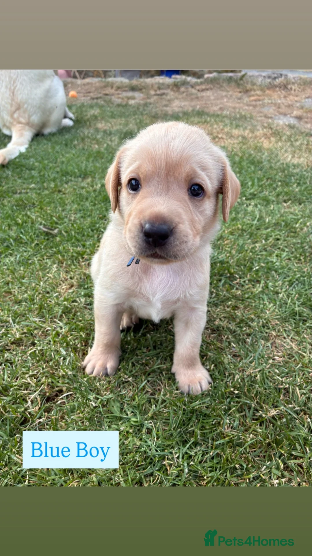 Labrador Retriever dogs for sale: KC Labrador Puppies in Gillingham - Advert 10