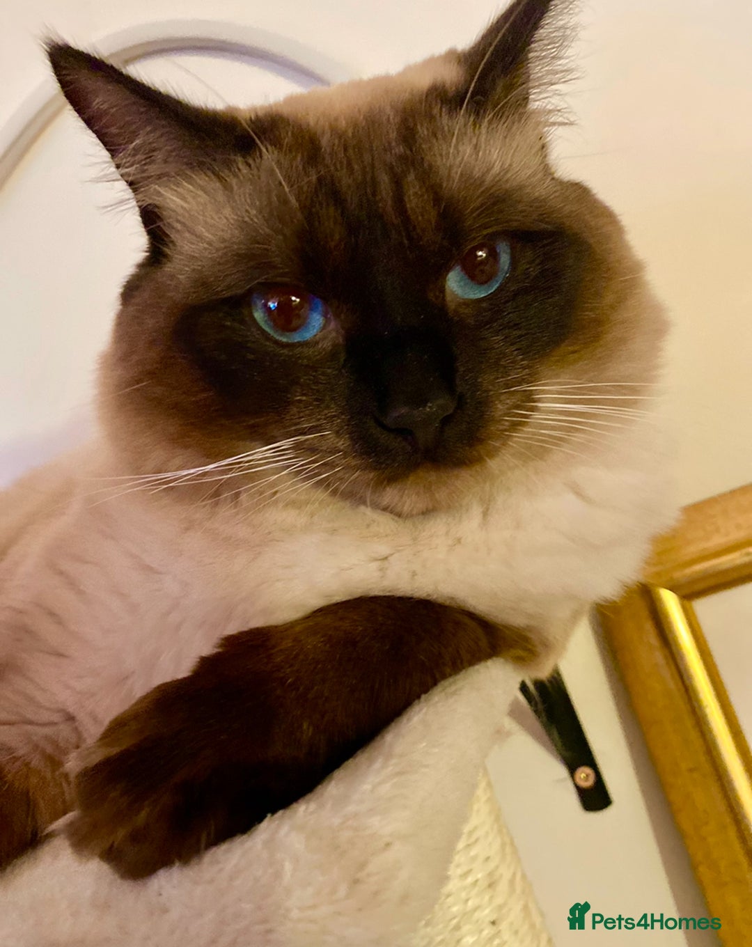 Ragdoll cats for sale: Stunning Ragdolls kittens - Advert 3