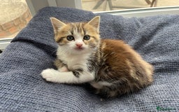 Mixed Breed cats for sale: Female kitten looking for a loving home  - Image 3