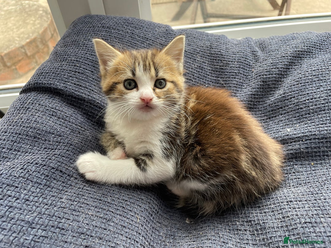 Mixed Breed cats for sale: Female kitten looking for a loving home  - Image 3