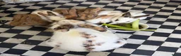 Mixed Breed rabbits for sale: Mix breed lion heads for sale in Stoke-on-Trent - Advert 3