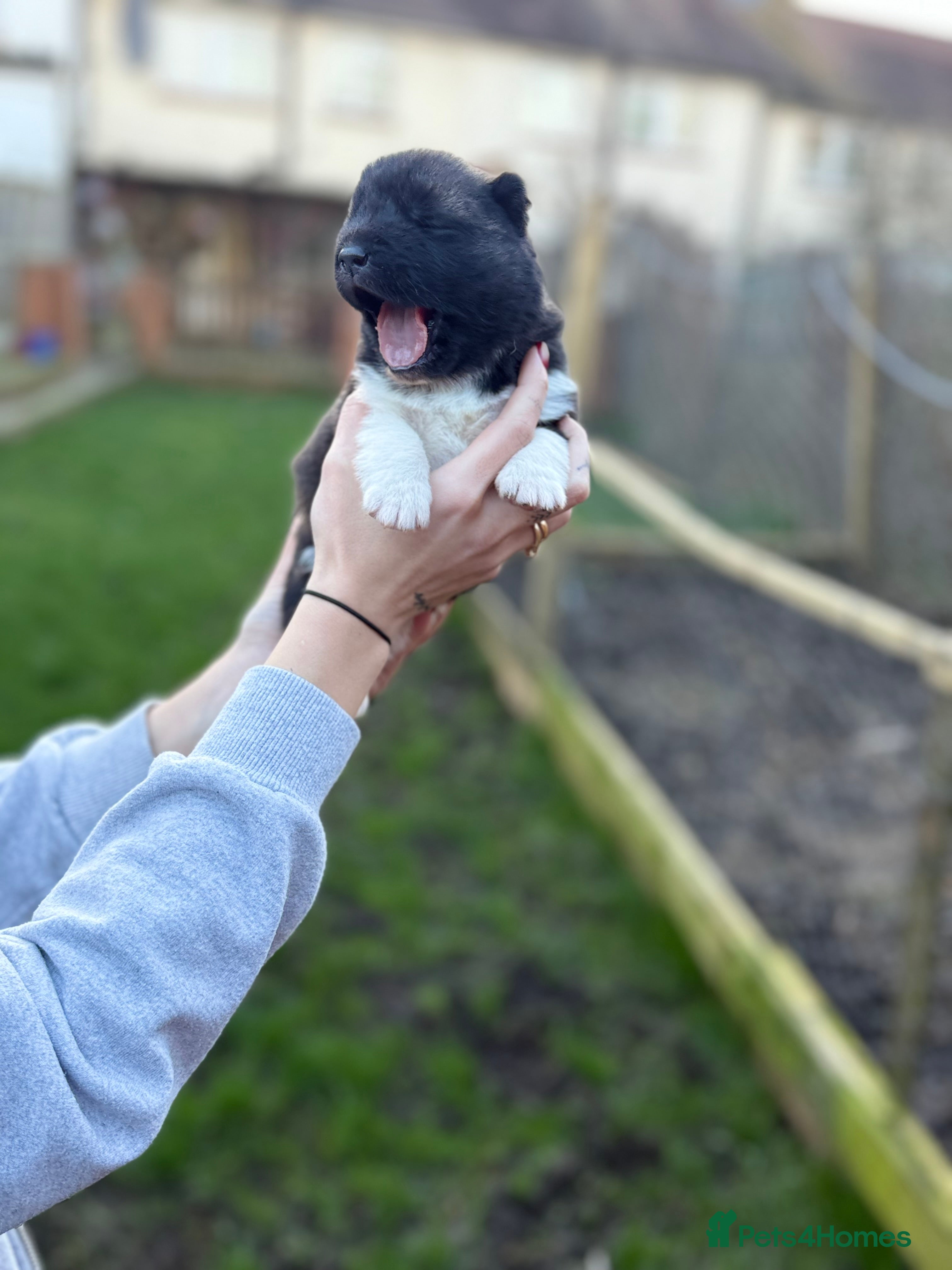 Akita dogs 🐶🐾🐶🐾 Beautiful Kc reg Akita puppies 🐾🐶 - Advert 1