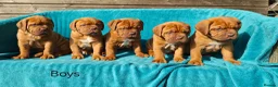 Dogue De Bordeaux dogs for sale: 9 Stunning bundles of joy - Advert 3