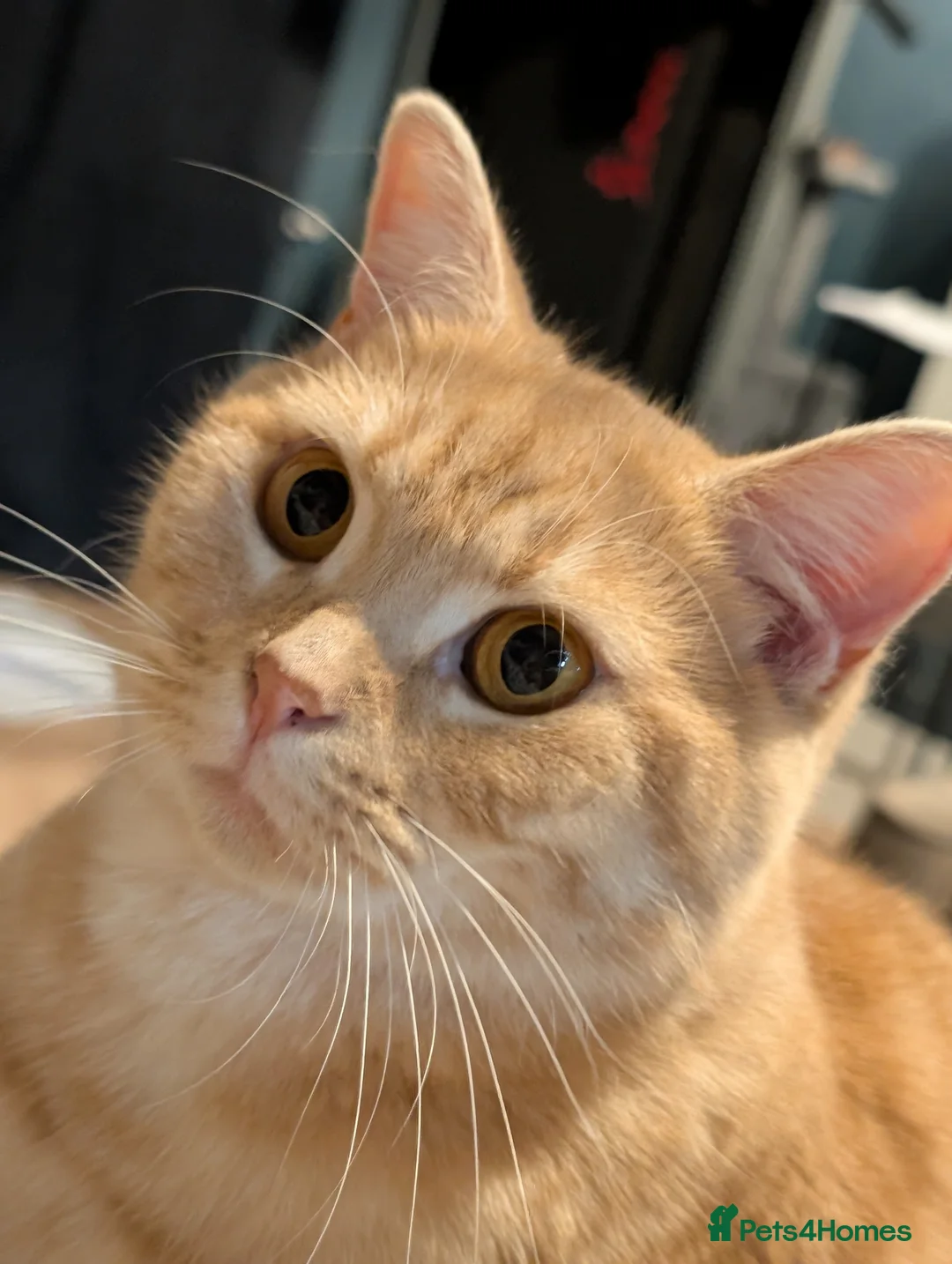 Domestic Shorthair cats for sale: Male shorthair  in Hull - Advert 5