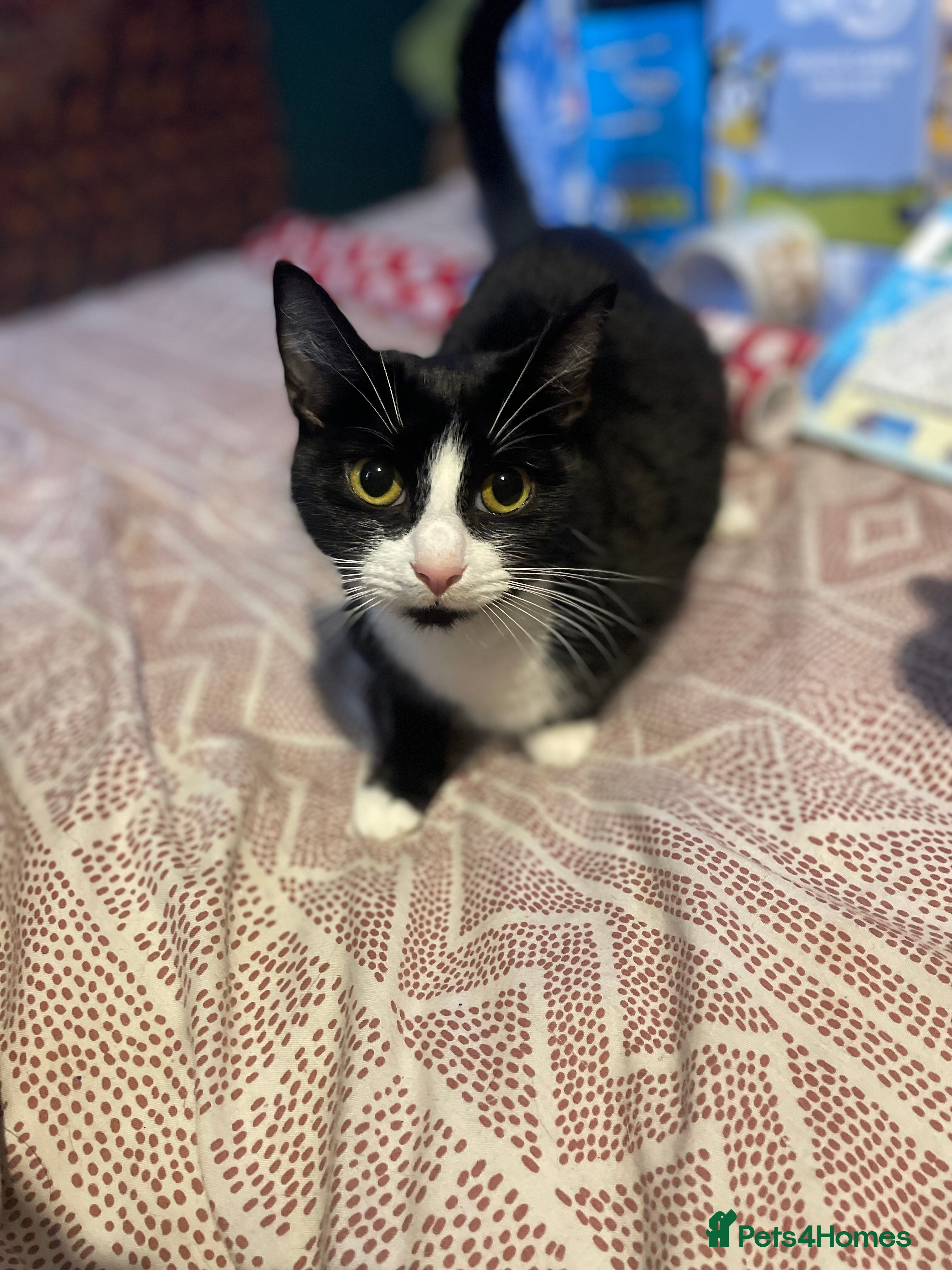 Mixed Breed cats 3 kittens for sale  - Advert 2