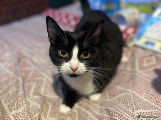 Mixed Breed cats 3 kittens for sale - Advert 1