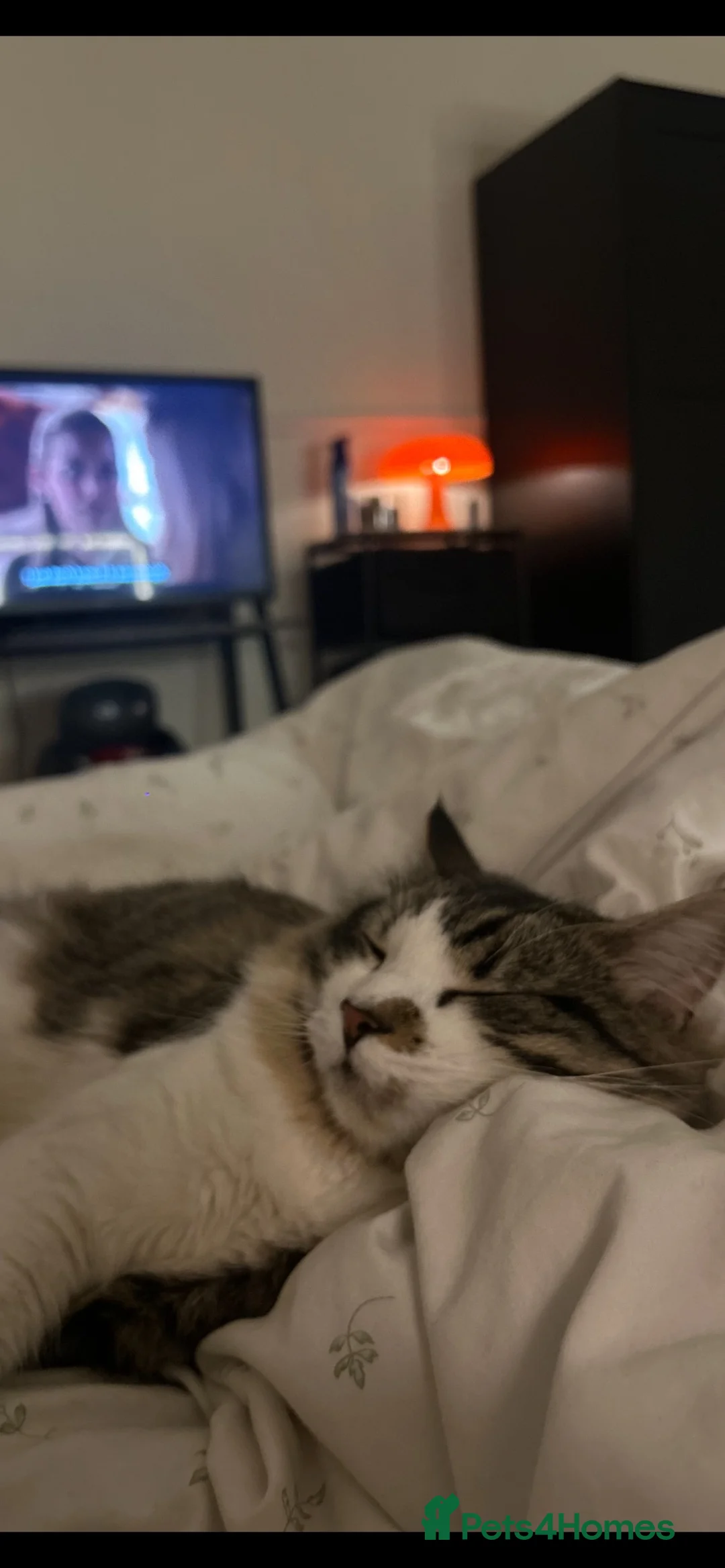 British Longhair cats for sale: 1 year old male looking for loving home  - Advert 4