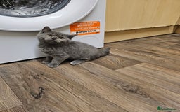 British Shorthair cats for sale: British shorthair kittens for sale   - Advert 6