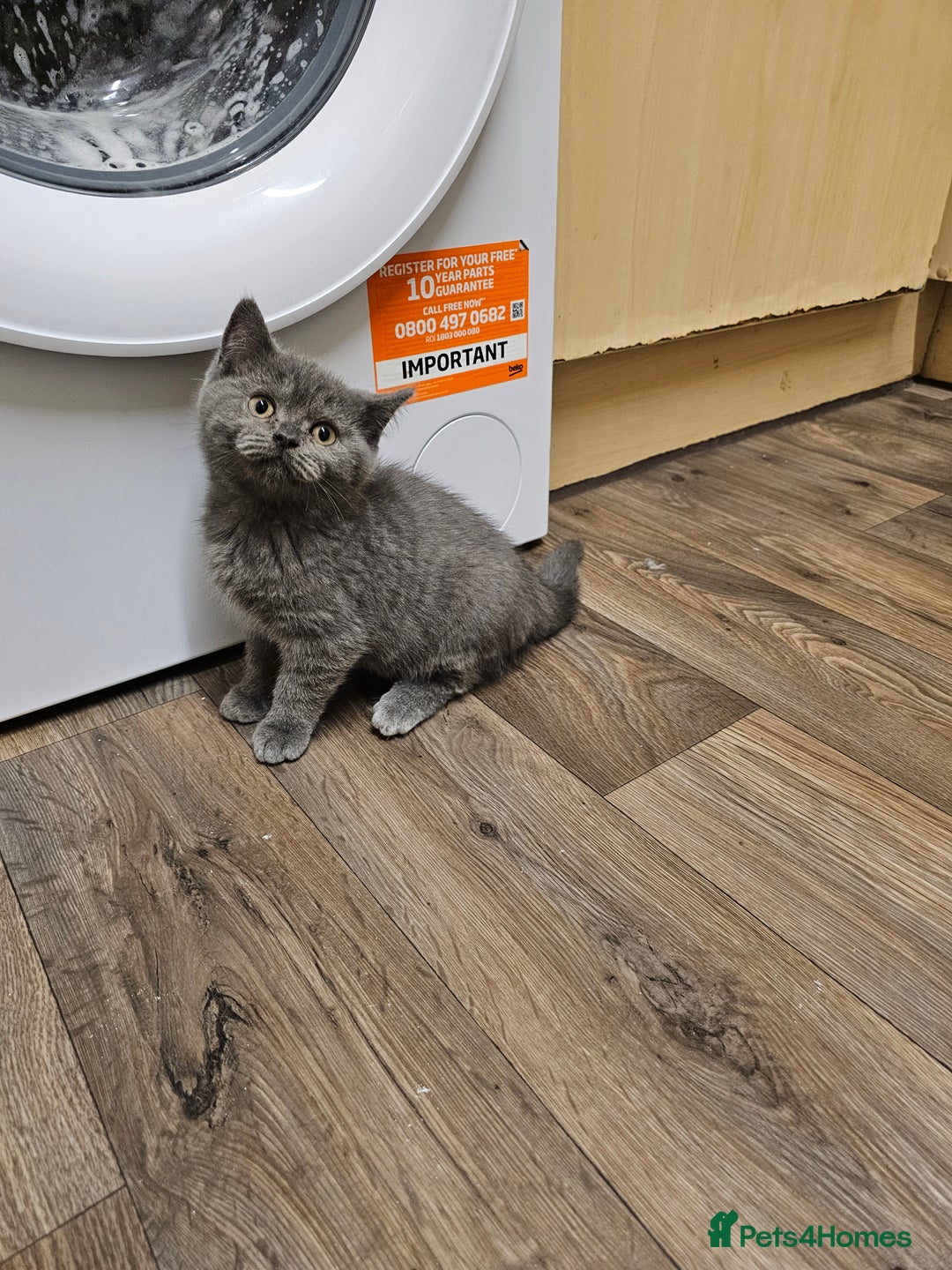 British Shorthair cats for sale: British shorthair kittens for sale   - Advert 6