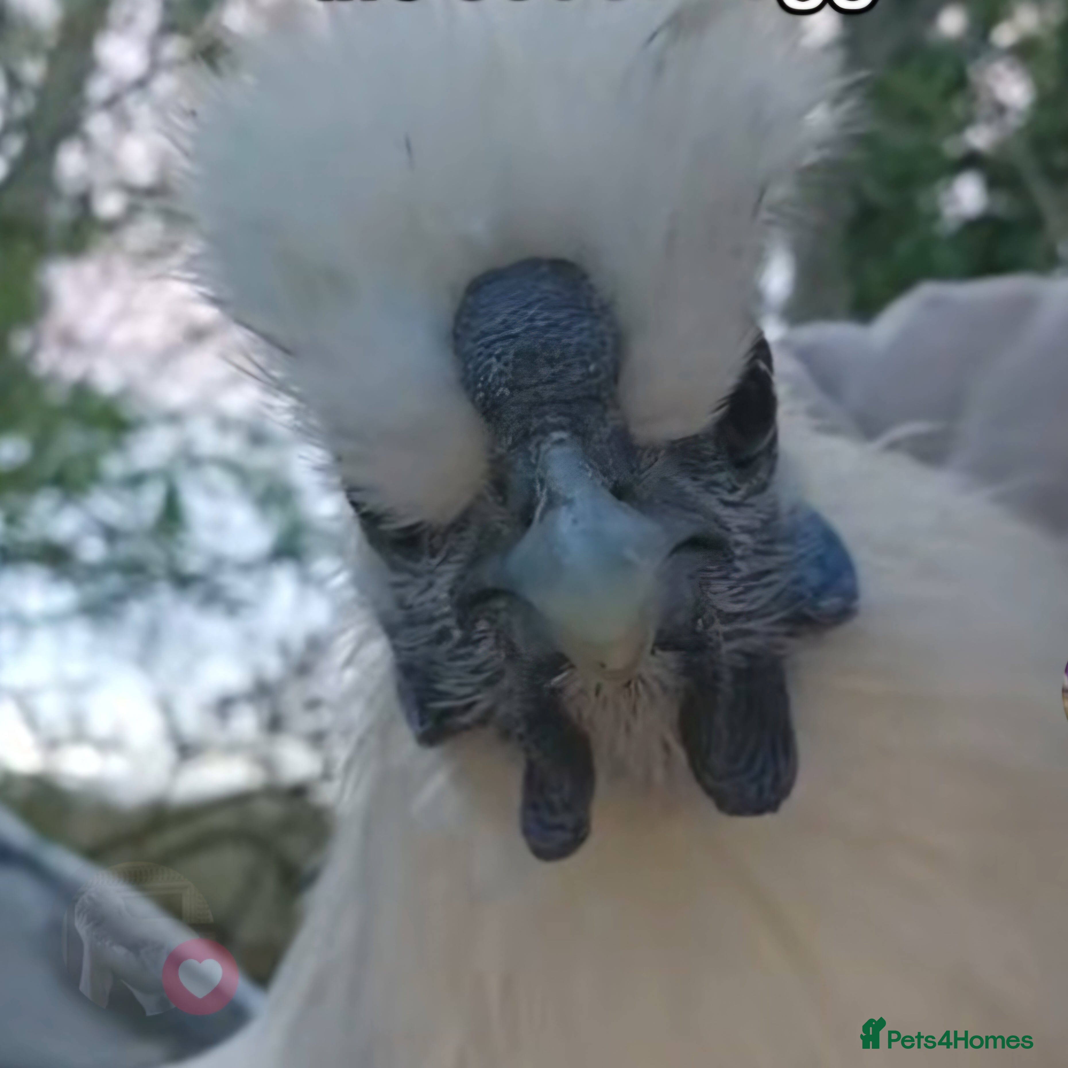 Chickens poultry Rooster - Advert 1