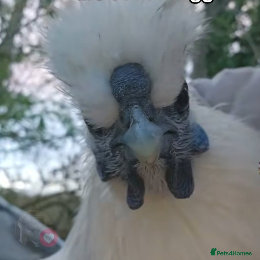 Chickens poultry for sale: Rooster - Advert 1