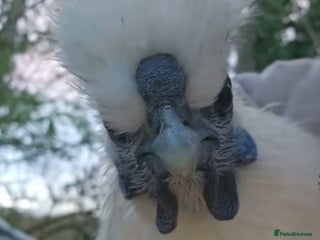 Chickens poultry Rooster - Advert 1