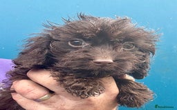 Cockapoo dogs for sale: Quality Chocolate Cockapoos Pups - Image 7