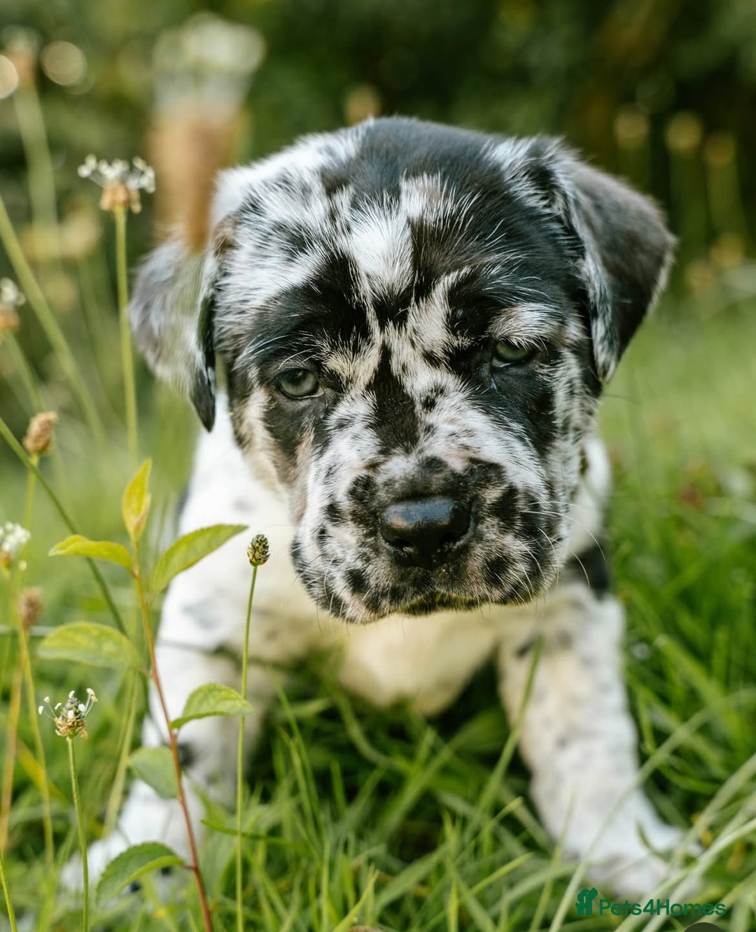 Mastiff dogs for sale: Mastiff pups  - Image 19
