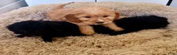 Cockapoo dogs for sale: Cockapoo puppy’s  - Advert 7