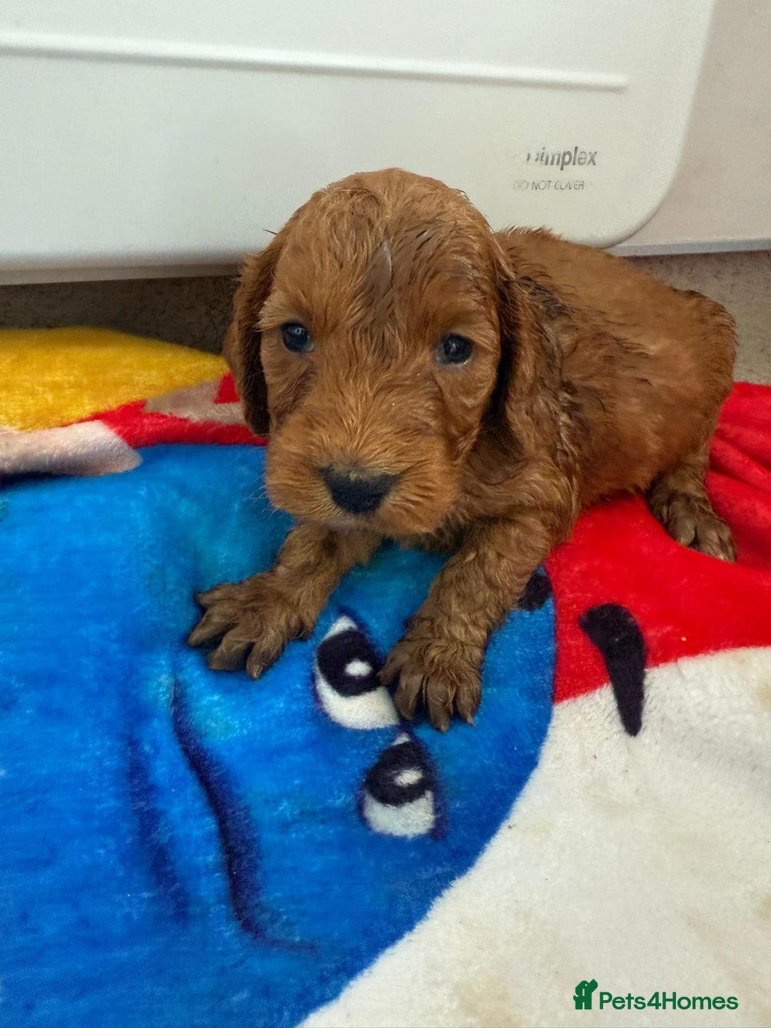 Cockapoo dogs for sale: 9 F1 cockapoo puppies for sale  - Image 9